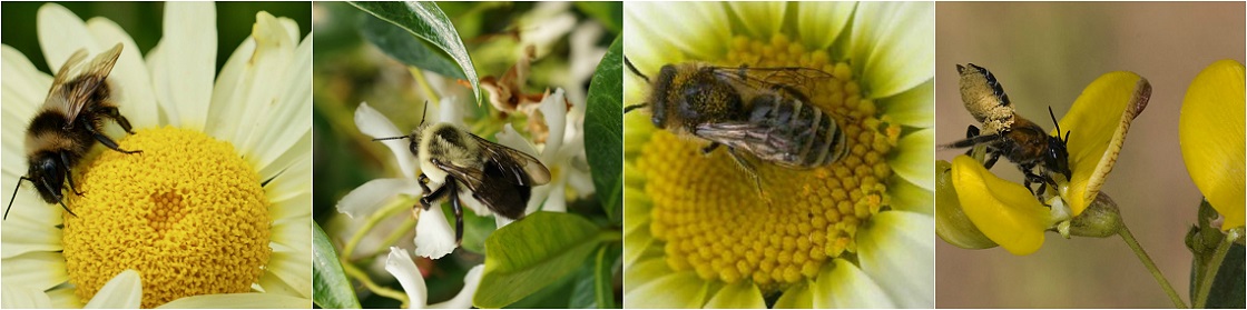 Mosaic of bees on flowers