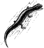 B.C. native salamandar