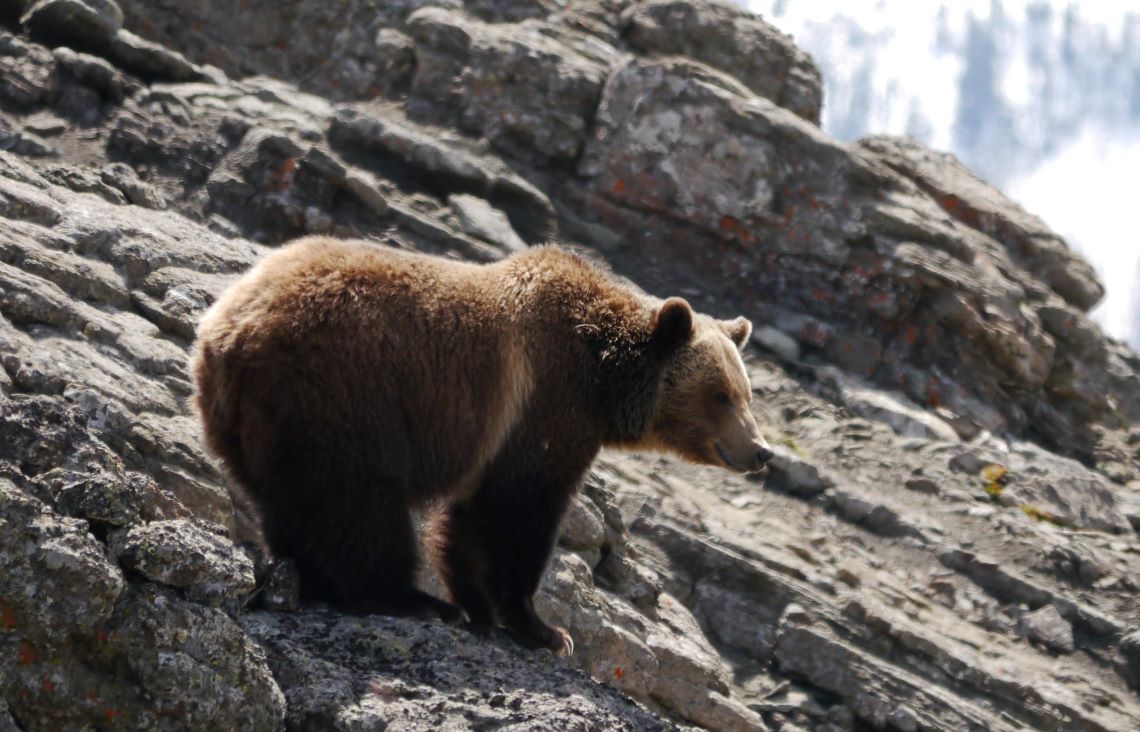 Female grizzly bear, photograph courtesy of Troy Malish