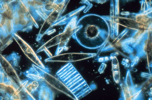 Source: Wikipedia - Light microscopy of a sampling of marine diatoms found living between crystals of annual sea ice in Antarctica