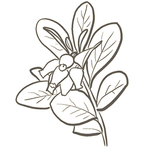 A line drawing of a flower.
