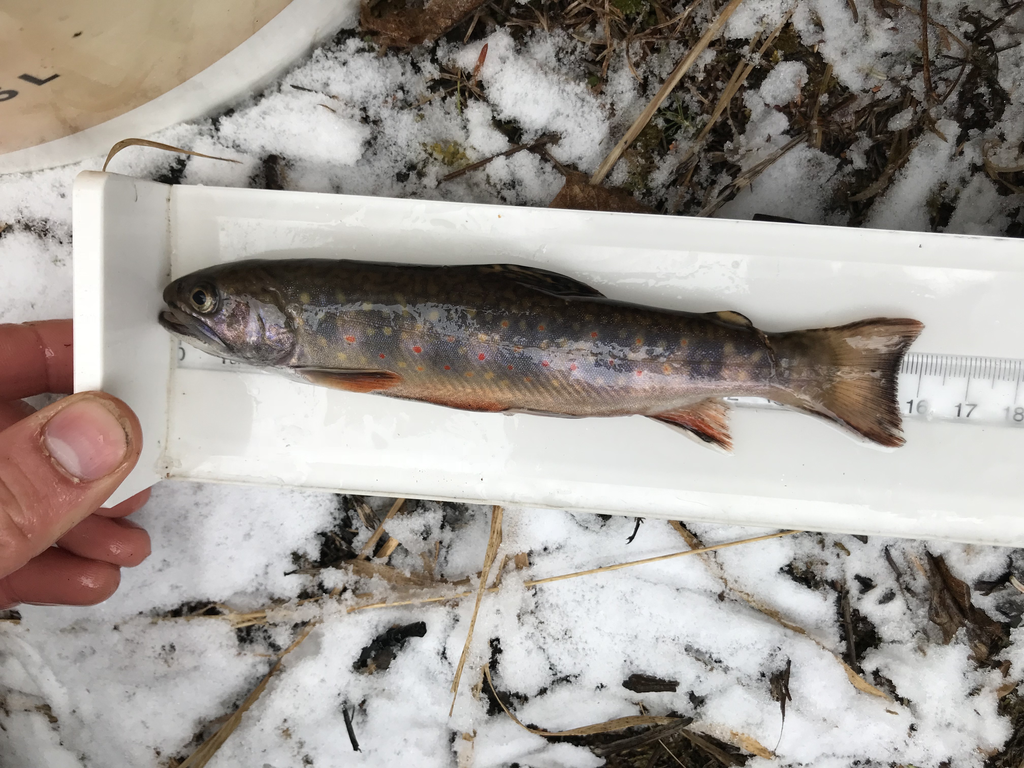 Photo by Susanne Weber. Image of juvenile fish measured on ruler with snow background.