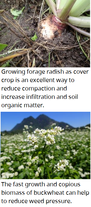 Growing forage radish as cover crop is an excellent way to reduce compaction and increase infiltration and soil organic matter. The fast growth and copious biomass of buckwheat can help to reduce weed pressure. 