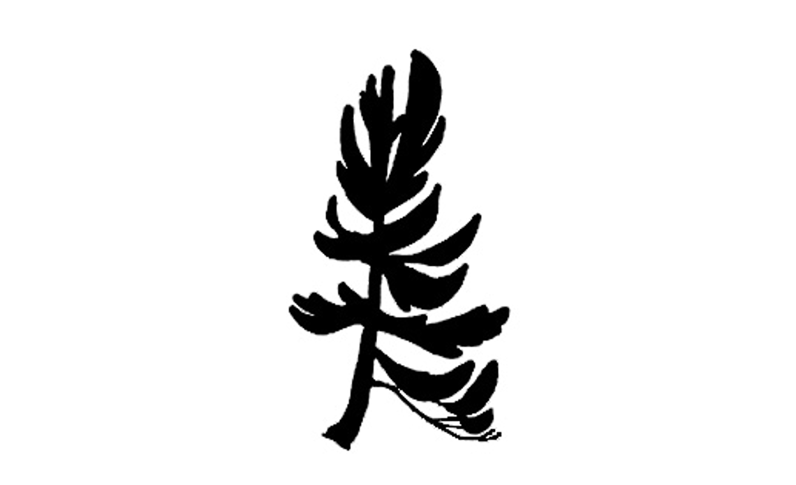 Limber pine outline