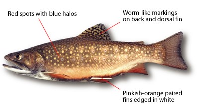 Notable BC Freshwater Fish - Province of British Columbia