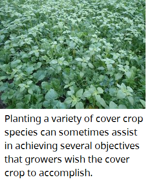 Mixing cover crop species allows to combine beneficial properties of several cover crop species. 