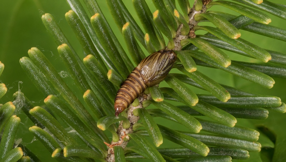 finger pointing at a branch with a pupae