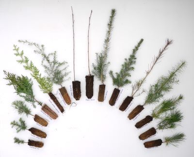 Photograph of 15 species of tree seedlings laid out on a table.