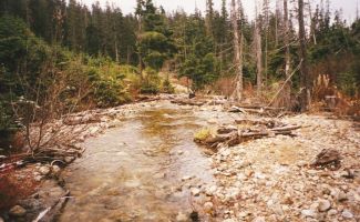 Image of creek with severe slash movement. Click to enlarge.