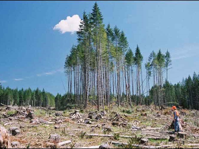 image of clearcut immediately after harvest