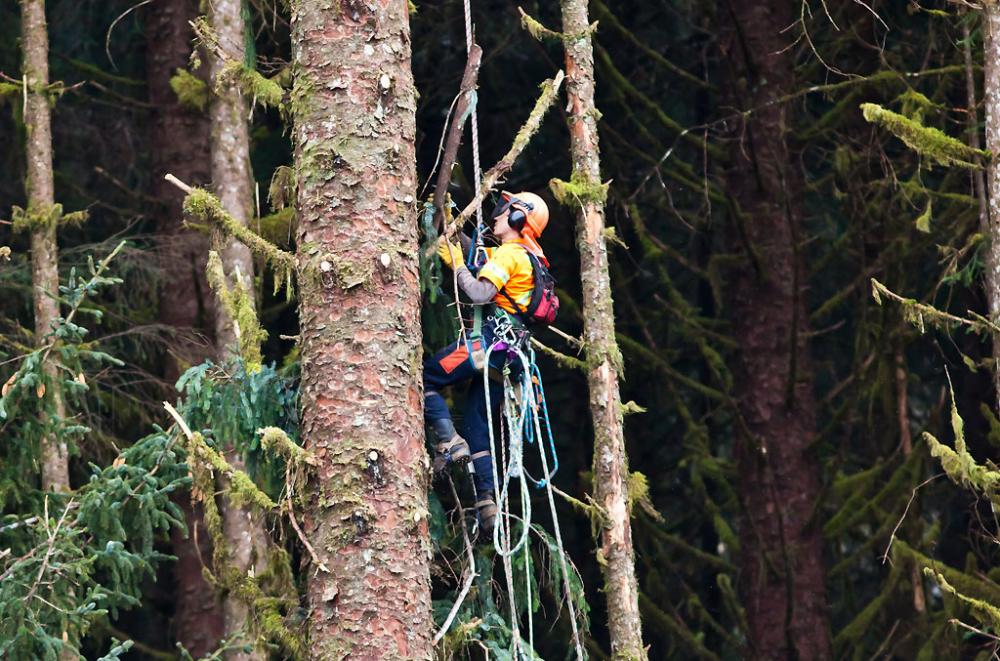 Worker in safety gear climbing a tree in a forest