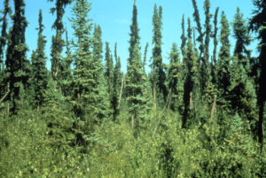 Typical black spruce
