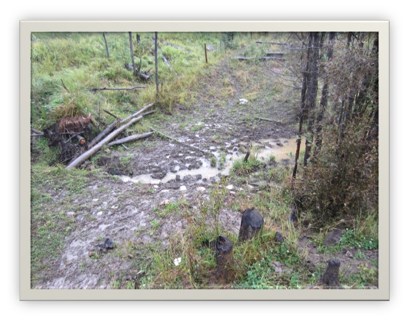 Example of cattle damage to the riparian zone