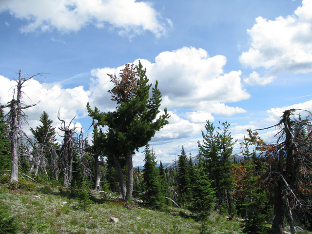 white pine blister rust killed trees