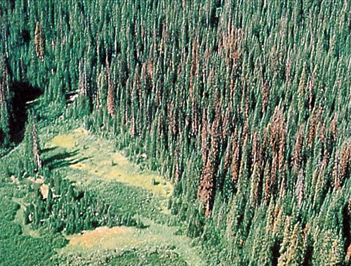 Trees fade to yellowish-green and then grey within a year following an attack (fig. 66)