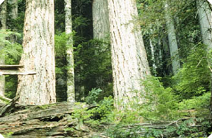 Common Douglas-fir
