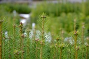 Close-up of seedlings - Click to zoom