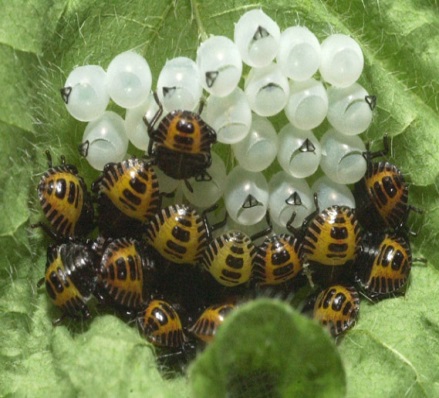 First instar nymphs with egg mass