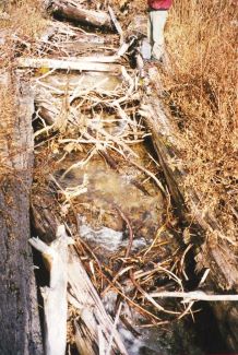 Image of creek with branches and debris with little to moderate movement. Click to enlarge.