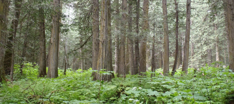 lick this photo of a forest to learn about how we are better caring for millions of hectares of ancient forests.