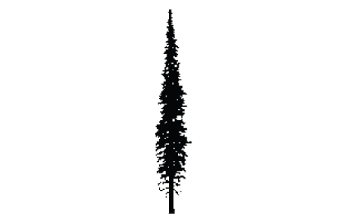 Subalpine fir outline