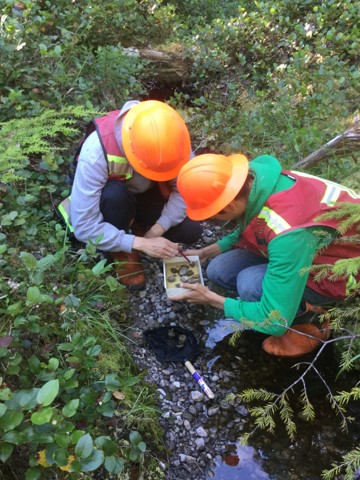 Collecting field data at stream