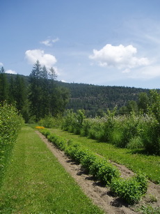 Agroforestry in B.C.