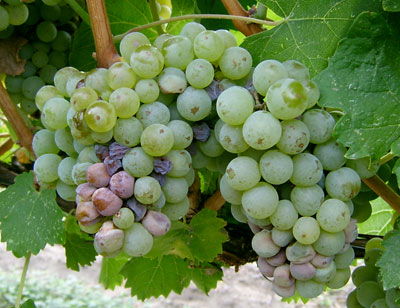 Sour rot in 'Optima' grapes