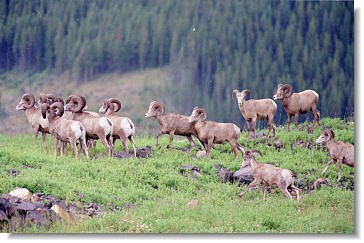 Bighorn sheep - Maintaining stand level biodiversity