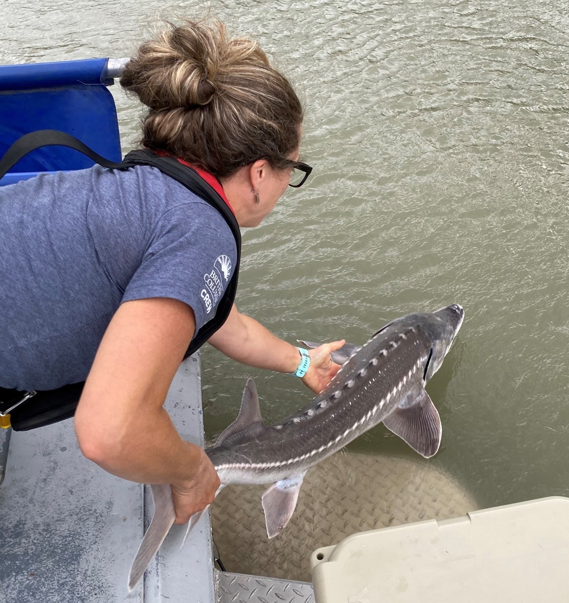 juvenile white sturgeon released into the fraser river