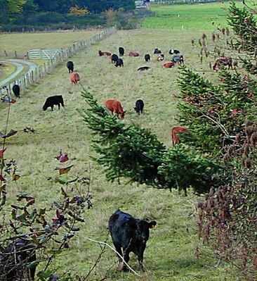 Cattle foraging