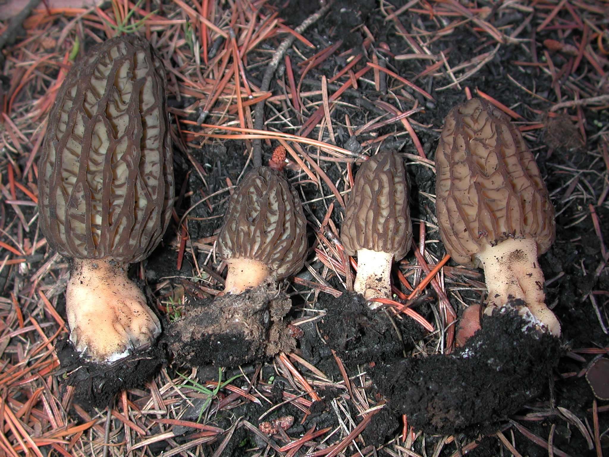 Green fire morels (left) and pink fire morels (right) are two species of wild mushrooms commonly seen in burned areas.