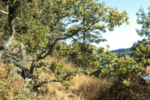 Typical Garry oak