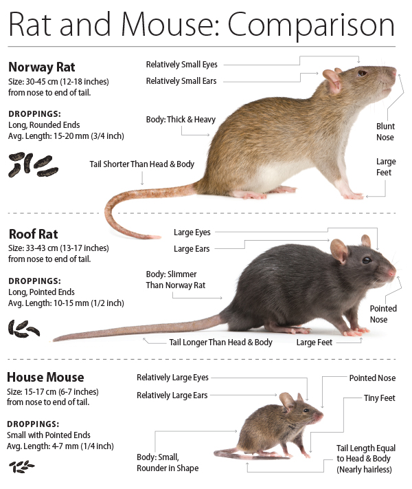 Comparison of a Norway rat, roof rat, house mouse and their droppings.