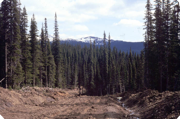 Old-growth, subalpine fir stands cover a large area northwest of Smithers