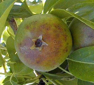 powdery mildew damage to pear