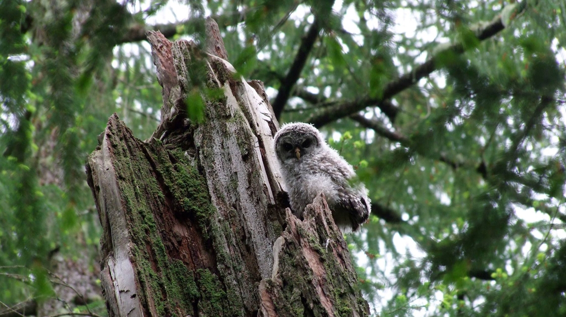 Wildwood ecoforest owl