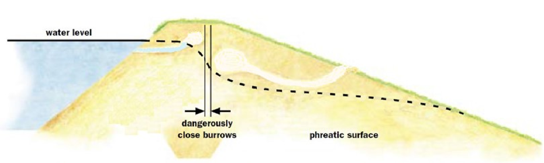 Diagram of animal burrowing on downstream and upstream sides, almost meeting in center