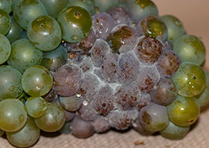 Botrytis bunch rot of grape