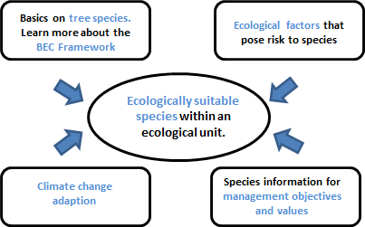 Tree Species Selection Tool Image Map