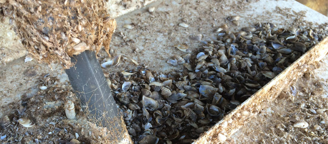 Invasive mussels in B.C.