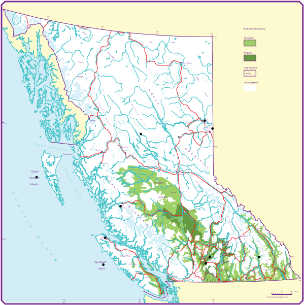 B.C. distribution of Rocky Mountain juniper (Jr)