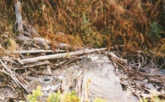 Image of creek with logs and debris and moderate slash movement. Click to enlarge.