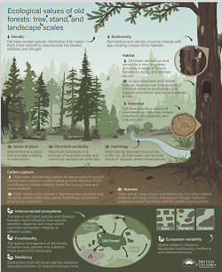 Click to enlarge image outlining ecological values of old growth forests