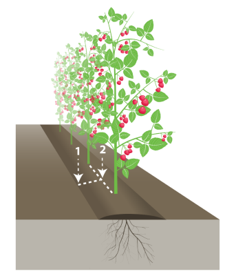 Figure 2. Sampling procedure for raspberries.