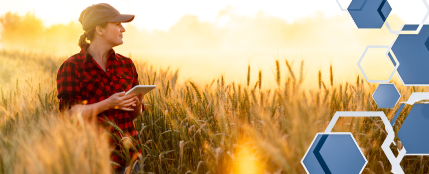 Woman in plaid shirt and ballcap, checking digital device while in a field of wheat