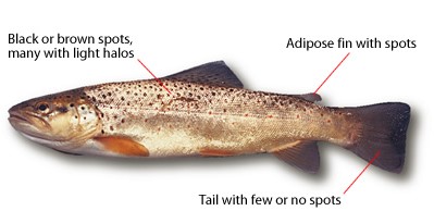 Notable BC Freshwater Fish - Province of British Columbia