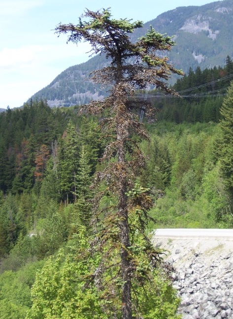 balsam woolly adelgid infected tree