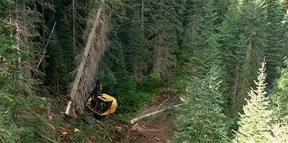 Excavator clearing trees in the forest.