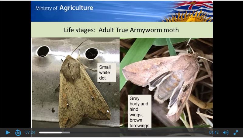 Webinar, Emerging Pests, Army Worm and Western Corn Rootworm. Recording, February 21, 2018